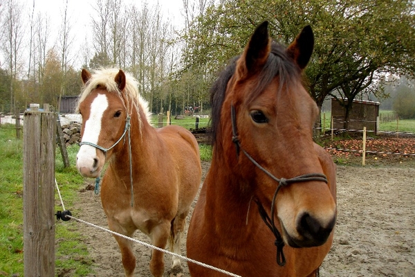 wandeling Denderleeuw marche ardennenwandelaar