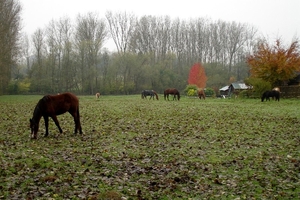 2013_11_17 Denderleeuw 08