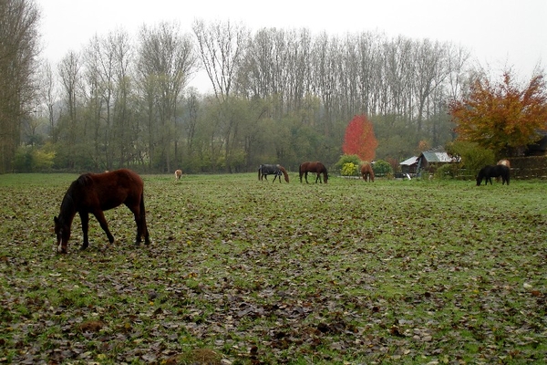 wandeling Denderleeuw marche ardennenwandelaar