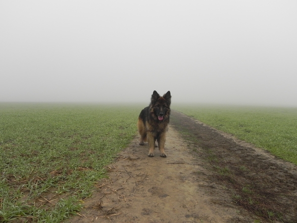 mist in de velden