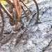 hamme zogge 2013 2014-0667