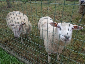 Schapen onderweg