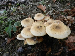 DSCN4571