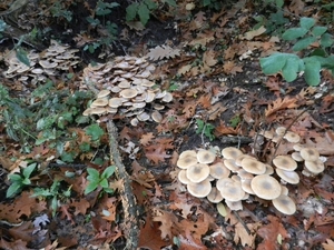 DSCN4572