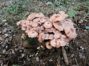 DSCN4575