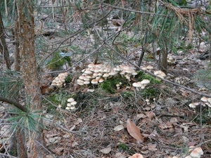 DSCN4582