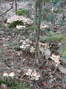 DSCN4583