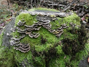 DSCN4589