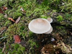 DSCN4590