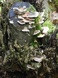 DSCN4592