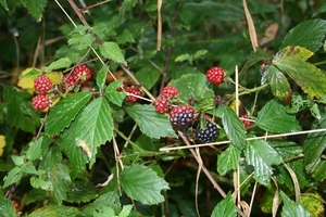 zwerfvuilactie 26 oktober 2013 219