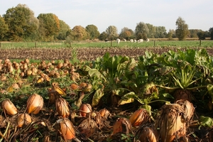 breeven kasterlee 19103013 028