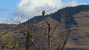 MOOIE VOGEL IN DE DORRE BOOM