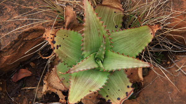 EEN AGAVE SOORT