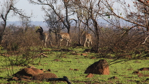 TUSSEN DE STRUIKEN ENKELE ZEBRAS