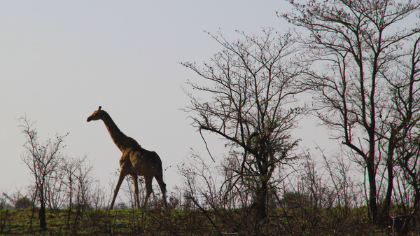 EEN GIRAFFE IN DRAF