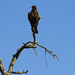 EEN ROOFVOGEL OP EEN DODE BOOMTAK