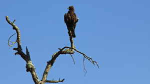 EEN ROOFVOGEL OP EEN DODE BOOMTAK