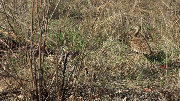 EEN KLEINE TRAP (BUSTARD) MET ZIJN MOOIE SCHUTKLEUREN