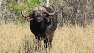 MACHTIG DIER ZO'N BUFFEL (1)