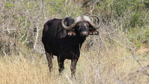 MACHTIG DIER ZO'N BUFFEL (2)