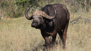 MACHTIG DIER ZO'N BUFFEL (3)