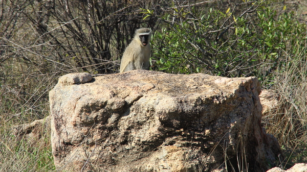 BLUE VERVET AAP