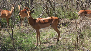 IMPALA'S (1)