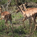 IMPALA'S (2)