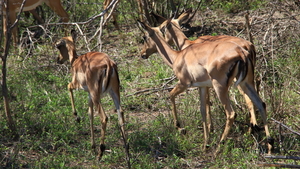 IMPALA'S (2)