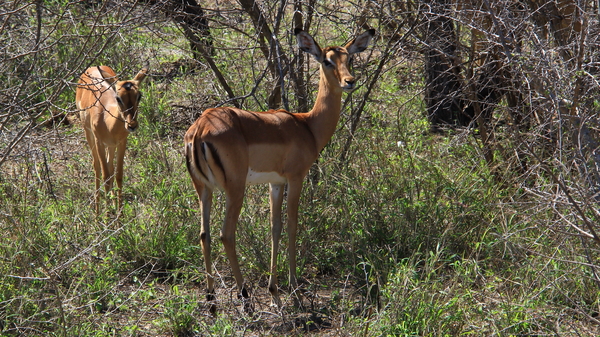 IMPALA'S (3)