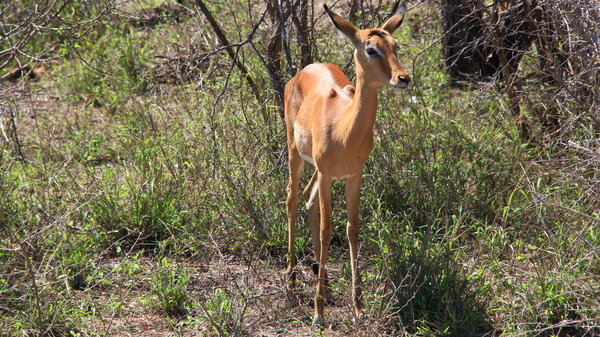 IMPALA'S (4)