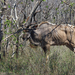 KUDU BOK TUSSEN DE STRUIKEN