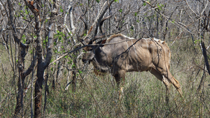 KUDU BOK TUSSEN DE STRUIKEN