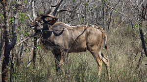 KUDU SMULT VAN FRISSE BLAADJES