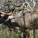 EEN PRACHTIG STEL HORENS HEEFT DEZE KUDU