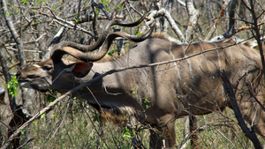 EEN PRACHTIG STEL HORENS HEEFT DEZE KUDU