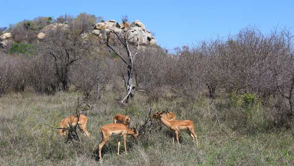 GRAZENDE IMPALA'S