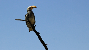 TOCH EEN MOOIE VOGEL DEZE GEELSNAVEL TOK