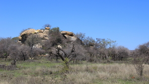 TYPISCH LANDSCHAP IN HET KRUGERPARK