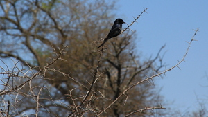 EEN GEVORKTE DRONGO