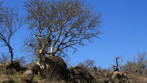 LANDSCHAP IN KRUGERPARK