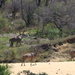 KUDU'S BOKKEN IN DE VERTE