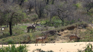 KUDU'S BOKKEN IN DE VERTE