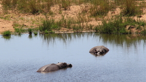 DEZE NIJLPAARDEN GENIETEN VAN HET VERKOELENDE WATER (2)