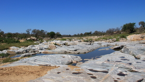 LANDSCHAP IN HET KRUGERPARK