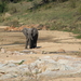 EEN GROTE OLIFANT BUL (1)