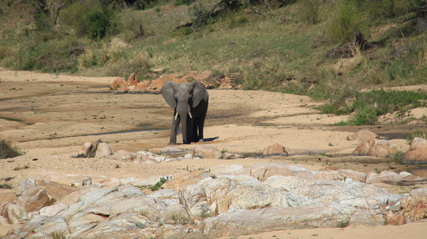 EEN GROTE OLIFANT BUL (1)