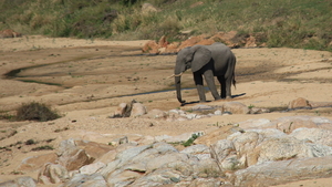 EEN GROTE OLIFANT BUL (2)