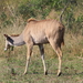 EENZAME KUDU GEIT